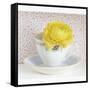 Yellow Flower in Cup and Saucer-Tom Quartermaine-Framed Stretched Canvas