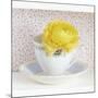 Yellow Flower in Cup and Saucer-Tom Quartermaine-Mounted Giclee Print