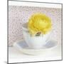 Yellow Flower in Cup and Saucer-Tom Quartermaine-Mounted Giclee Print