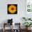 Yellow Flower on Black-Tom Quartermaine-Giclee Print displayed on a wall