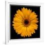 Yellow Flower on Black-Tom Quartermaine-Framed Giclee Print