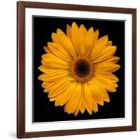 Yellow Flower on Black-Tom Quartermaine-Framed Giclee Print