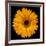 Yellow Flower on Black-Tom Quartermaine-Framed Giclee Print