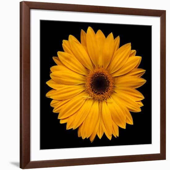 Yellow Flower on Black-Tom Quartermaine-Framed Giclee Print