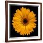 Yellow Flower on Black-Tom Quartermaine-Framed Giclee Print