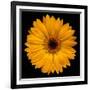 Yellow Flower on Black-Tom Quartermaine-Framed Giclee Print