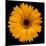 Yellow Flower on Black-Tom Quartermaine-Mounted Giclee Print