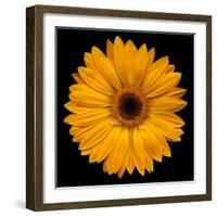 Yellow Flower on Black-Tom Quartermaine-Framed Giclee Print