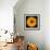 Yellow Flower on Black-Tom Quartermaine-Framed Giclee Print displayed on a wall