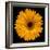 Yellow Flower on Black-Tom Quartermaine-Framed Giclee Print