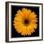 Yellow Flower on Black-Tom Quartermaine-Framed Giclee Print