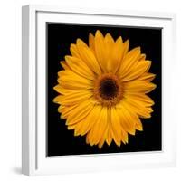 Yellow Flower on Black-Tom Quartermaine-Framed Giclee Print