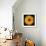 Yellow Flower on Black-Tom Quartermaine-Framed Giclee Print displayed on a wall