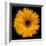 Yellow Flower on Black-Tom Quartermaine-Framed Giclee Print