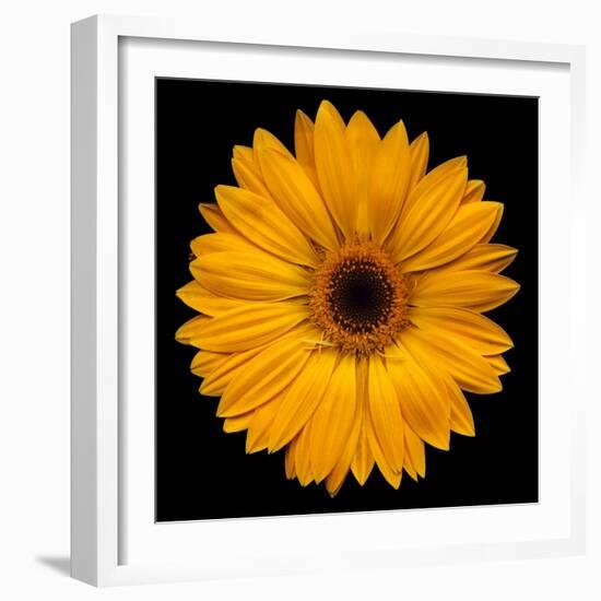 Yellow Flower on Black-Tom Quartermaine-Framed Giclee Print