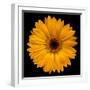 Yellow Flower on Black-Tom Quartermaine-Framed Giclee Print