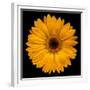 Yellow Flower on Black-Tom Quartermaine-Framed Giclee Print