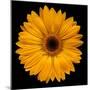 Yellow Flower on Black-Tom Quartermaine-Mounted Giclee Print