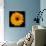 Yellow Flower on Black-Tom Quartermaine-Giclee Print displayed on a wall