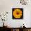 Yellow Flower on Black-Tom Quartermaine-Giclee Print displayed on a wall