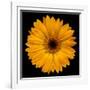 Yellow Flower on Black-Tom Quartermaine-Framed Giclee Print