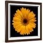 Yellow Flower on Black-Tom Quartermaine-Framed Giclee Print