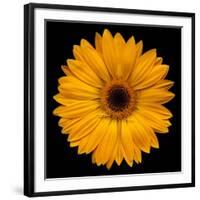 Yellow Flower on Black-Tom Quartermaine-Framed Giclee Print