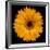 Yellow Flower on Black-Tom Quartermaine-Framed Giclee Print