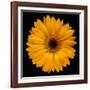 Yellow Flower on Black-Tom Quartermaine-Framed Giclee Print