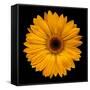 Yellow Flower on Black-Tom Quartermaine-Framed Stretched Canvas