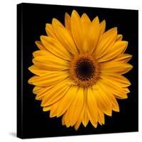 Yellow Flower on Black-Tom Quartermaine-Stretched Canvas