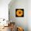 Yellow Flower on Black-Tom Quartermaine-Stretched Canvas displayed on a wall