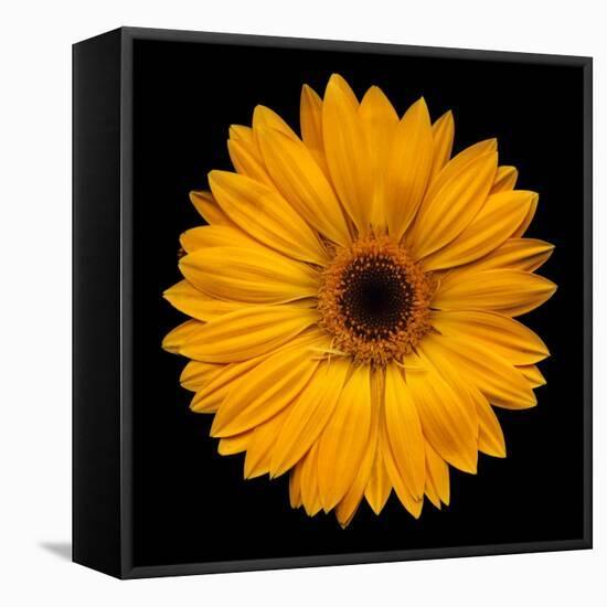 Yellow Flower on Black-Tom Quartermaine-Framed Stretched Canvas