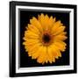 Yellow Flower on Black-Tom Quartermaine-Framed Premium Giclee Print