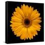 Yellow Flower on Black-Tom Quartermaine-Framed Stretched Canvas