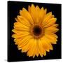 Yellow Flower on Black-Tom Quartermaine-Stretched Canvas