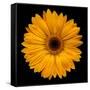 Yellow Flower on Black-Tom Quartermaine-Framed Stretched Canvas