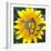 Yellow Flower-Scott Westmoreland-Framed Premium Giclee Print