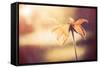 Yellow Flower-Alexey Rumyantsev-Framed Stretched Canvas