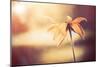 Yellow Flower-Alexey Rumyantsev-Mounted Photographic Print