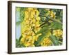 Yellow Flower-Graeme Stevenson-Framed Giclee Print
