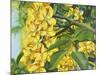 Yellow Flower-Graeme Stevenson-Mounted Giclee Print
