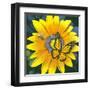 Yellow Flower-Scott Westmoreland-Framed Art Print