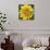 Yellow Flower-Scott Westmoreland-Stretched Canvas displayed on a wall