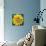 Yellow Flower-Scott Westmoreland-Mounted Art Print displayed on a wall