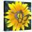 Yellow Flower-Scott Westmoreland-Stretched Canvas