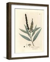Yellow Flowered Cajeput Tree, Melaleuca Leucadendron-James Sowerby-Framed Giclee Print