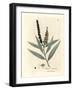 Yellow Flowered Cajeput Tree, Melaleuca Leucadendron-James Sowerby-Framed Giclee Print