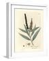 Yellow Flowered Cajeput Tree, Melaleuca Leucadendron-James Sowerby-Framed Giclee Print