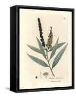 Yellow Flowered Cajeput Tree, Melaleuca Leucadendron-James Sowerby-Framed Stretched Canvas